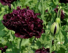 Fekete álom díszpipacs - Csodás virágok az Egzotikus Növények Stúdiója kínálatából